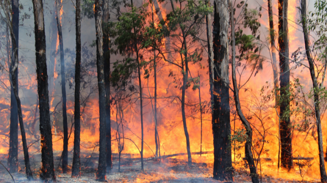 Bushfires and Business Insurance - What you need to know.